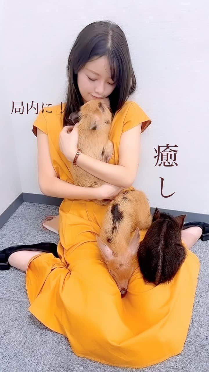八幡美咲のインスタグラム：「𓃟㌧㌧  局内にミニぶたちゃん達がいました！！🐖︎ かわいい〜 愛おしい〜 こんなに懐いてくれたら、 離れるのが寂しくなってしまいました。  ミニ豚がいる生活もいいですね︎︎𓃟  このあと21時半から 高校野球ダイジェスト2022です✨  準決勝の模様！ そして、ラストミーティングも✩.*˚」