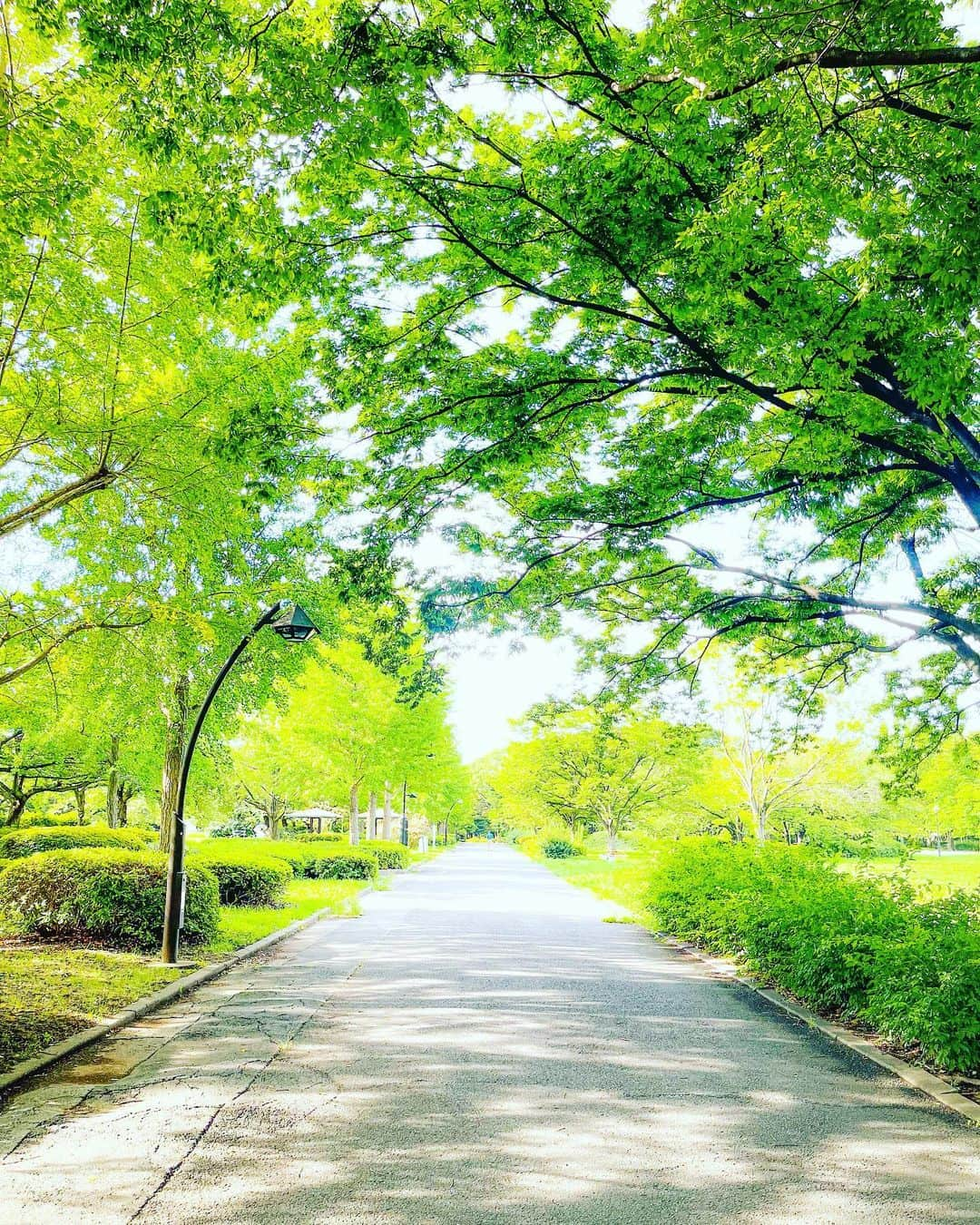 仁田宏和のインスタグラム：「散歩。  #green #walking」