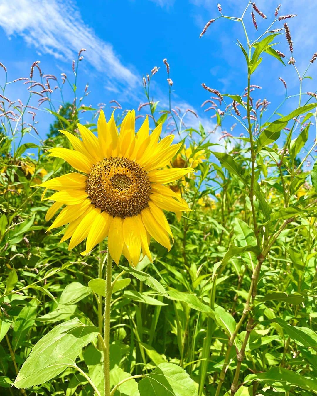 Manaさんのインスタグラム写真 - (ManaInstagram)「🍃🌻𝑺𝒖𝒏𝒇𝒍𝒐𝒘𝒆𝒓🌻🍃 おはようございます😊 ⁡ 満開のひまわりがとっても綺麗✨✨ ⁡ いろんな花言葉があるなかでも 「あなただけを見つめる」 って素敵な言葉ですよね🤍 ⁡ ⁡ ⁡ 是非、この夏は想いを寄せる方に 感謝の気持ちを込めて ひまわりをプレゼントされてみては？！😚 ⁡ ⁡ ⁡ 今日も一日、頑張りましょう💕 ⁡ ⁡ ⁡ ⁡ ⁡ #元気 #笑顔 #ひまわり #ひまわり畑 #向日葵 #花畑 #ヒマワリ #お花好き #夏コーデ #夏の思い出 #あなただけを見つめる #花言葉 #sunflower #sunflowers #summergarden」7月27日 8時03分 - mana.tcy