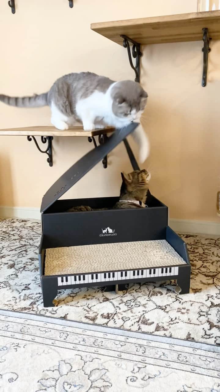 ohshima_moaのインスタグラム：「.  ピアノのフタは閉じてた方が楽しいらしいです😗 .  #モアとメメ #にゃんこグランドピアノ #猫とインテリア  @nekoto_bando @cbjapan_pet  .  #猫のいる暮らし #catsofinstagram #cats_of_world  #無敵の親バカ同盟」