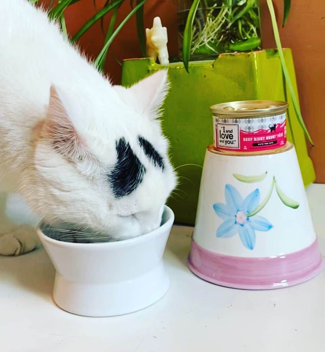 Samのインスタグラム：「All Sam needs is a ‘Do Not Disturb’ sign while munching on his @iandloveandyoupet wet food! Head to iandloveandyou.com to try some for yourself and use code ‘EYEBROWS20’ for 20% off your purchase!」