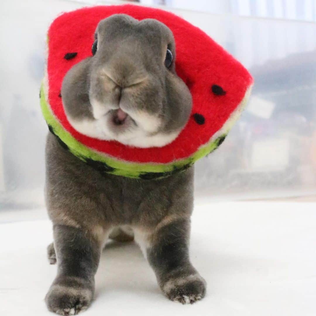 Kayoのインスタグラム：「今日はスイカの日🍉 ・ ・ さーくはワタシの分まで奪うほどスイカ大好きやけど、生田は全く食べないよ。 すいか大福みたいな顔してるのに笑 和菓子苦手のにこれはスルーできんかった🍉」