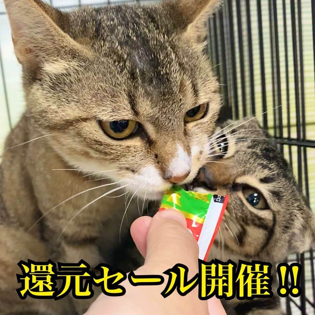 猫カフェきぶん屋のインスタグラム