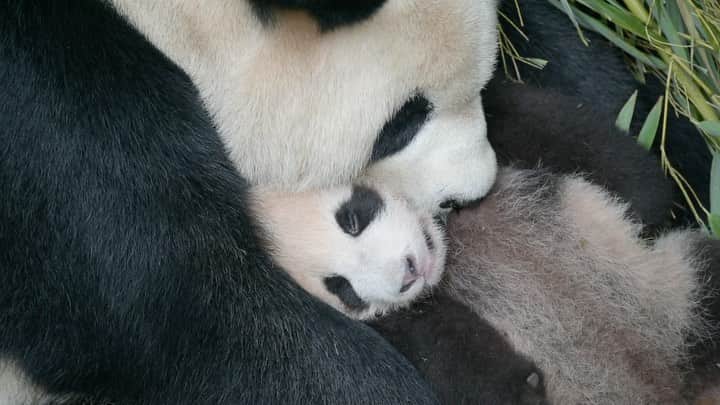 thephotosocietyのインスタグラム：「Video by @amivitale. Panda mothers are one of the most loving creatures on the planet. They cradle their babies 24 hours a day for the first few weeks of their lives without ever putting them down. Baby pandas wean from their mothers between 8-9 months and a year old and generally stay with their mothers for 2 years. And mothers are always there when their cubs need a slight adjustment.   Learn more about these adorable and fascinating creatures in my book, Panda Love: the Secret Lives of Pandas and by following @amivitale  #pandas #conservation #china #bears #ipanda #cuteanimals #babyanimals #pandamonium #empathyiseverything」