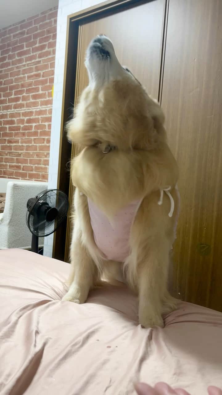 まゆみのインスタグラム：「。 。 ねんねしないとおもーの🐶 。 と、わからんちんタイム😂 。 暑くて外で遊べなかったから体力余ってて寝ぐずり酷いです😅 。 と思ったらパッタリ寝た 。 #夜泣き #かんのむし #寝ぐずりひどい系ゴールデンレトリバー #ご近所の皆様申し訳ありません 。 #ゴールデンレトリバー#goldenretriever#dog#犬#あーぺー」