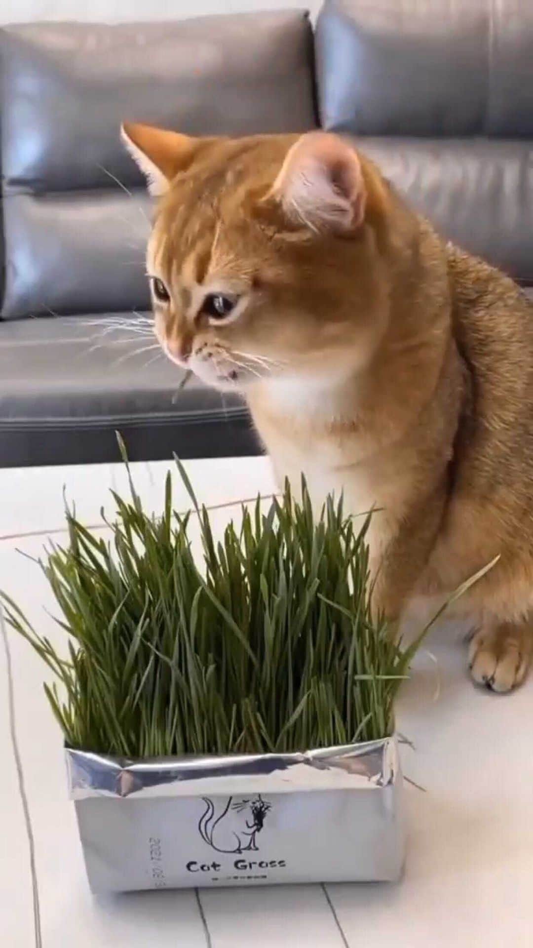 のインスタグラム：「Link in bio 👉 @dailycatclub Get the Soilless Organic Catgrass  for 33% off   Link in bio 👉 @dailycatclub」
