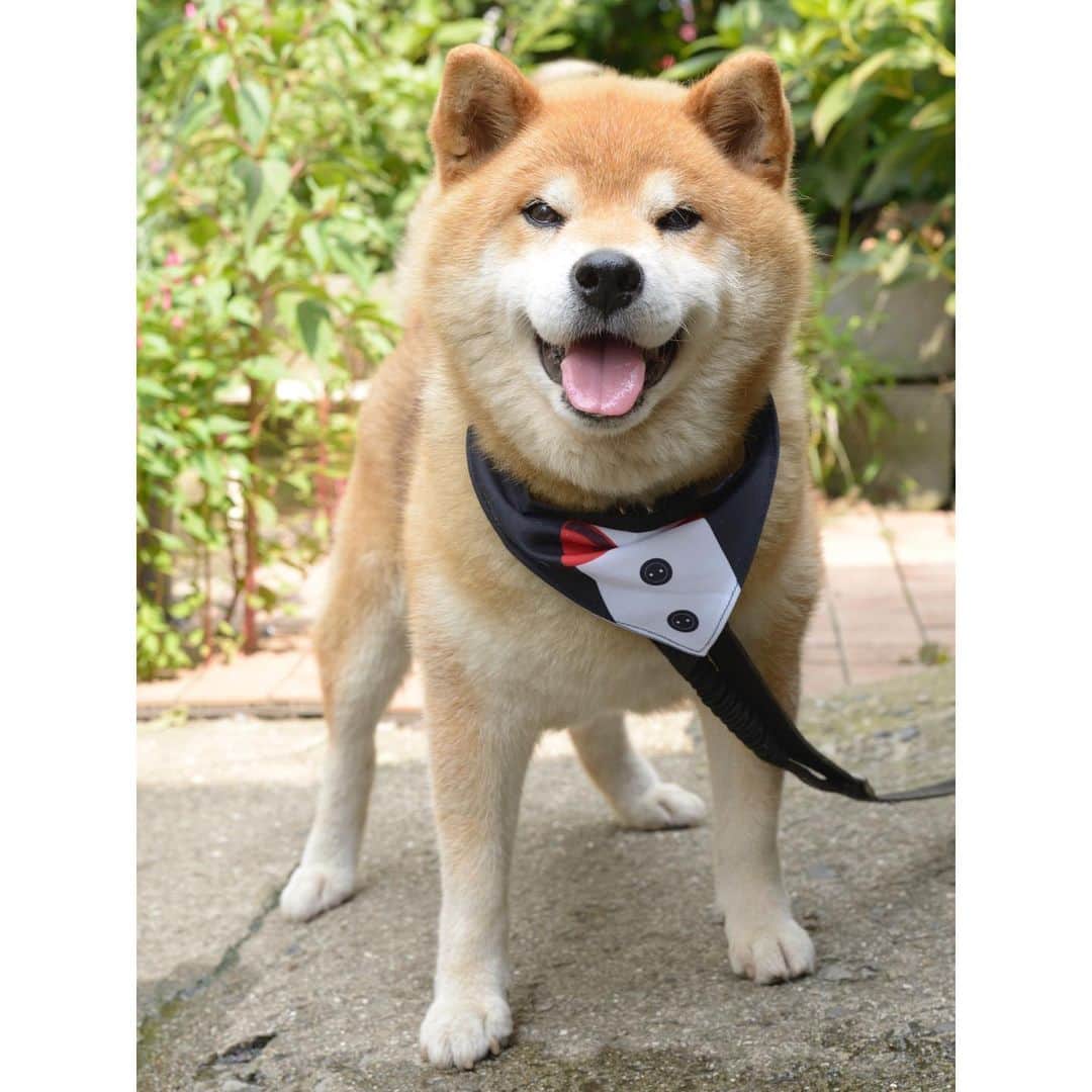 Ryujiのインスタグラム：「Good morning.😄 おはようございます🍞 #焼き上がりました#豆パン#タキシード#お猿顔#顔毛抜けてます#角刈りおじさん#夏毛#換毛はつらいよ#pancakes#macho#🤵‍♂️#nakedgeneral#goodmorning#おはよう」