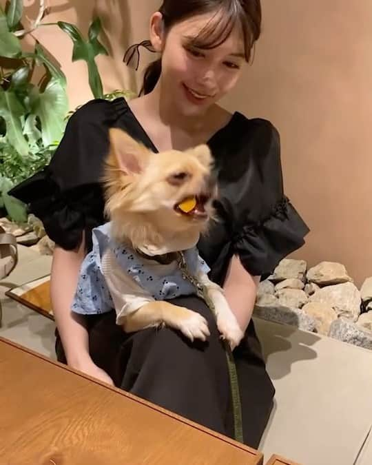 結城モエのインスタグラム：「とある日の、親友の子の まる🐶 皆と一緒におまるもパクパク☺︎ 可愛いでしょう〜😌」