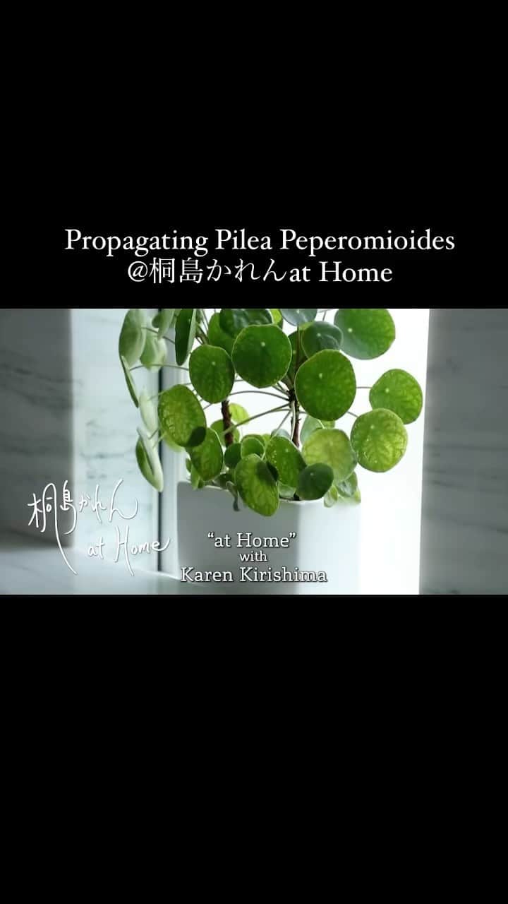 のインスタグラム：「新しいYouTube 動画をアップしています！  #桐島かれんathome  #pileapeperomioides」