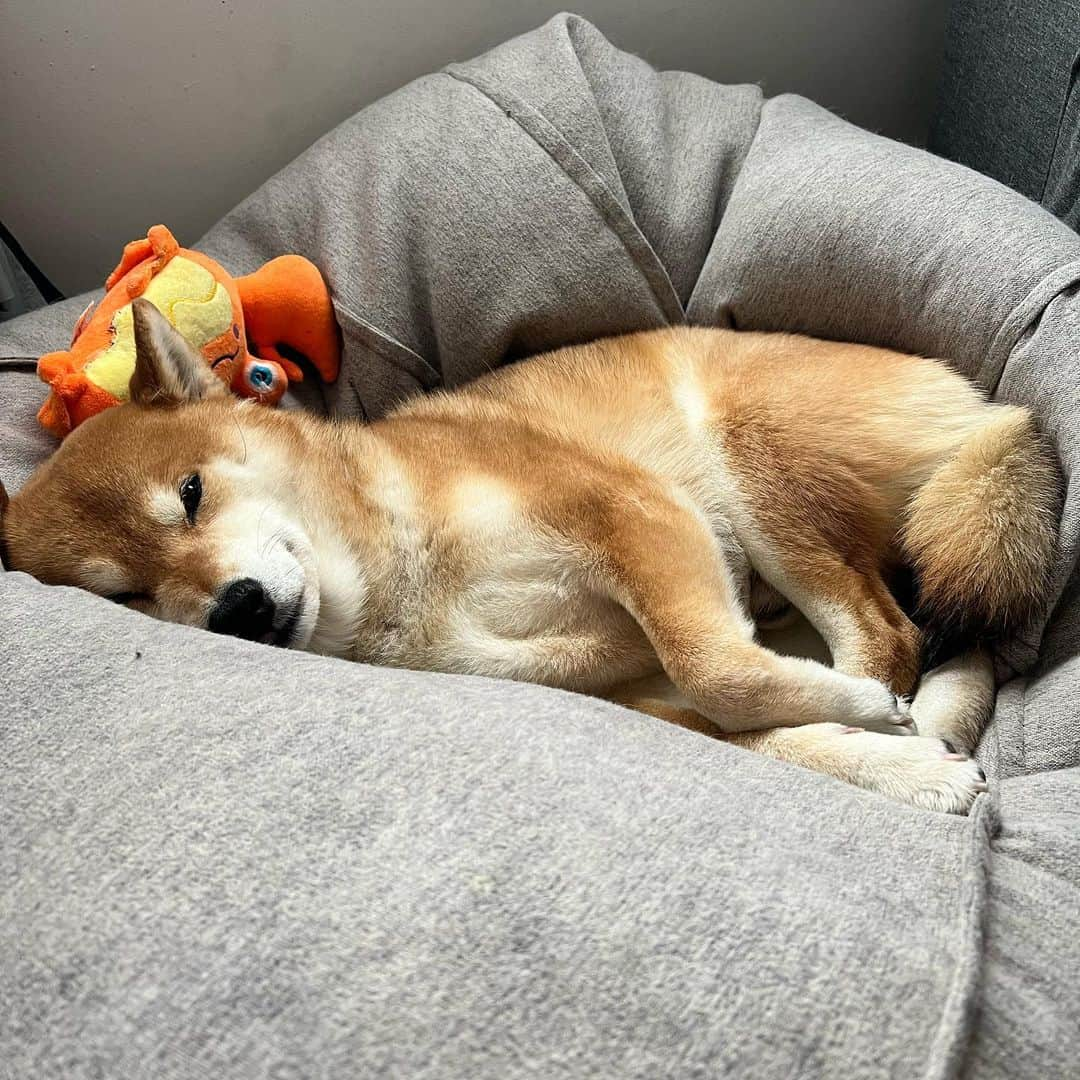 Shibainu Pontaのインスタグラム：「いっつも優しい目で見てくれるぽん様🥰  #メルボルン　#柴犬 #柴犬のいる暮らし」