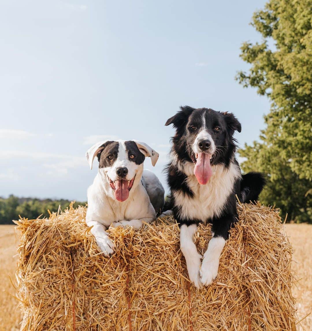 Andrew Knappのインスタグラム：「It’s been a while since I’ve introduced you to them! That’s Boo on the left. He’s a rescue from Texas, and likely a terrier-dalmatian-pointer-hound-cattledog-bodybuilder. He’s been an incredible sit-and-stayer since a pup, drops the slobber coated ball in your hand for infinite throws, and sneaks out at 2am every morning to pump iron. His favourite t-shirt is from Gold’s Gym and he’s been smiling for 3 years straight. On the right we have Yaya. Yaya is the late Momo’s nephew but he’s his own dog entirely. He’s the class clown but it says “always looking for something smelly to roll in” on his official record. Turns out I chose the right name for him because it’s what he answers absolutely every question with: “YA! YA!”. These two boys are the best brothers you could imagine. They don’t stop playing and love to chase each other. Lemme know if you have any questions about them. Like anyone, I love to talk about my dogs.」