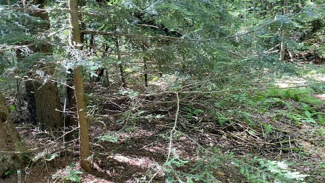 カイル・ガルナーのインスタグラム：「Today I took down a tree that had snapped in half this last winter. It was potentially dangerous and had to go….. join me on my journey…. Safety first.   #homesteading #tree #trees #forest #mountains #work #outdoors #outside #summer」