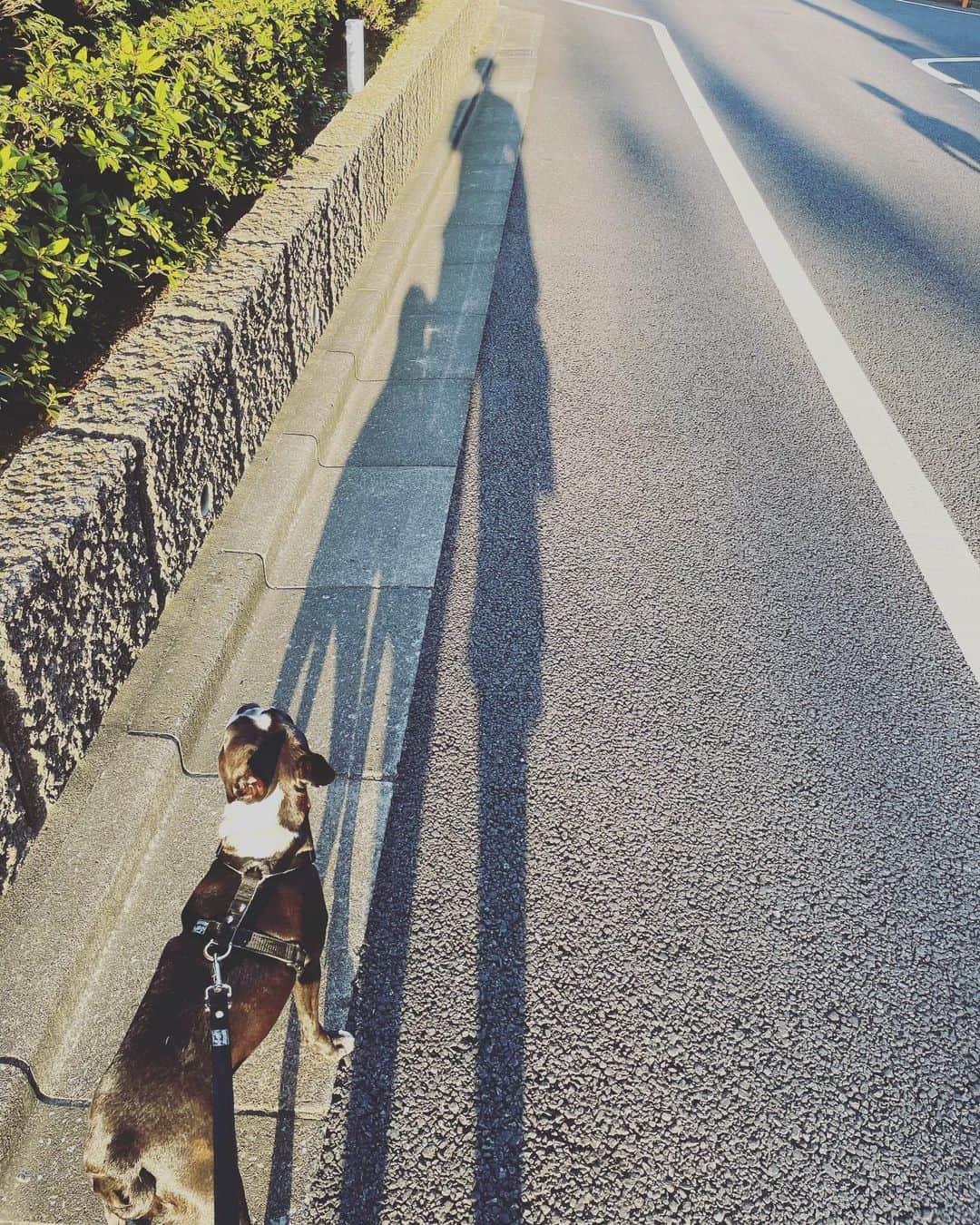木村了さんのインスタグラム写真 - (木村了Instagram)「お散歩  #ボストンテリア  #夏 #夕方散歩」7月29日 21時17分 - r_k0923