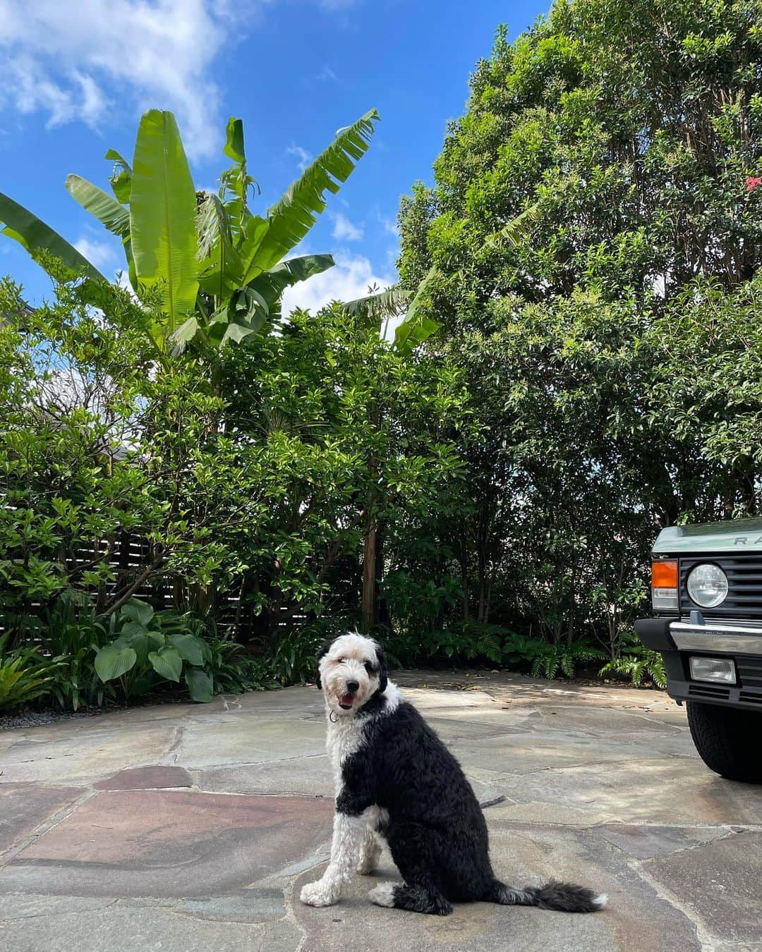 桐島かれんさんのインスタグラム写真 - (桐島かれんInstagram)「G’morning!  #schnoodle」7月30日 8時02分 - houseoflotuskaren