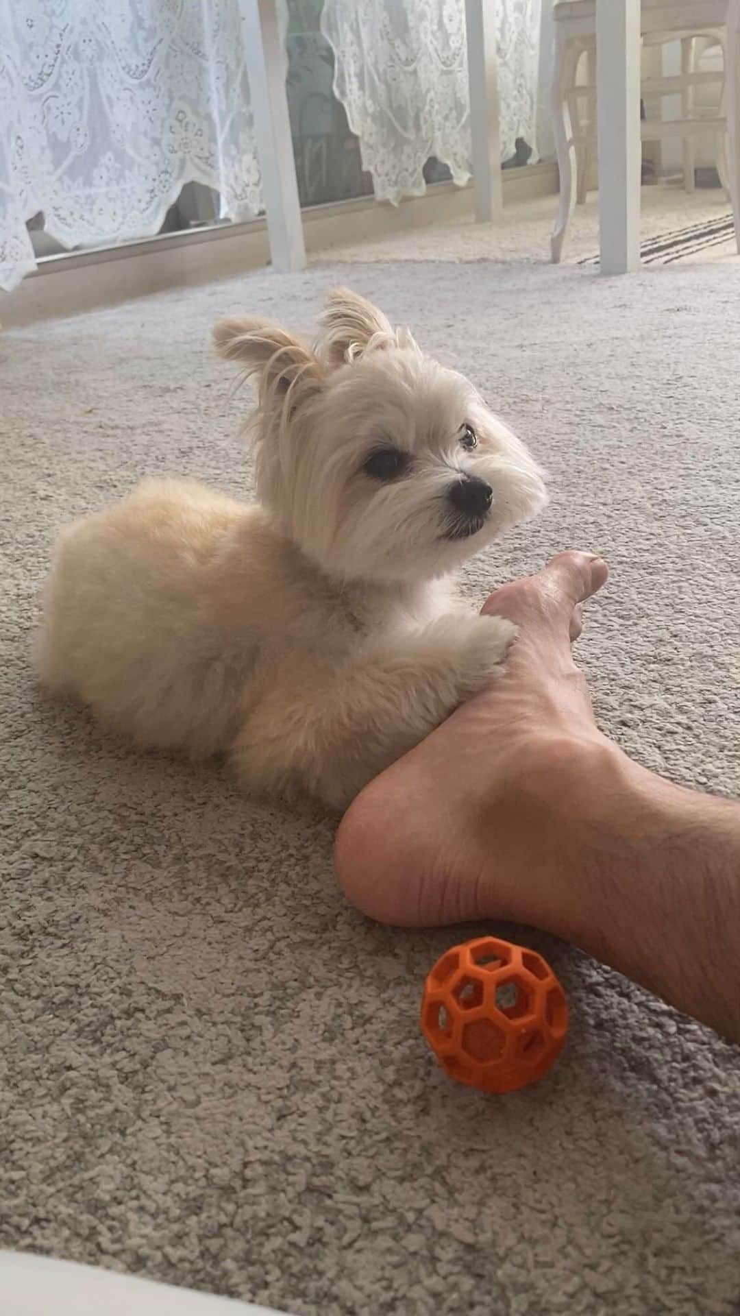 のインスタグラム：「かわいすぎるボー #ぼれろ🐾 #ボレロ日記 #犬 #いぬ #dog」