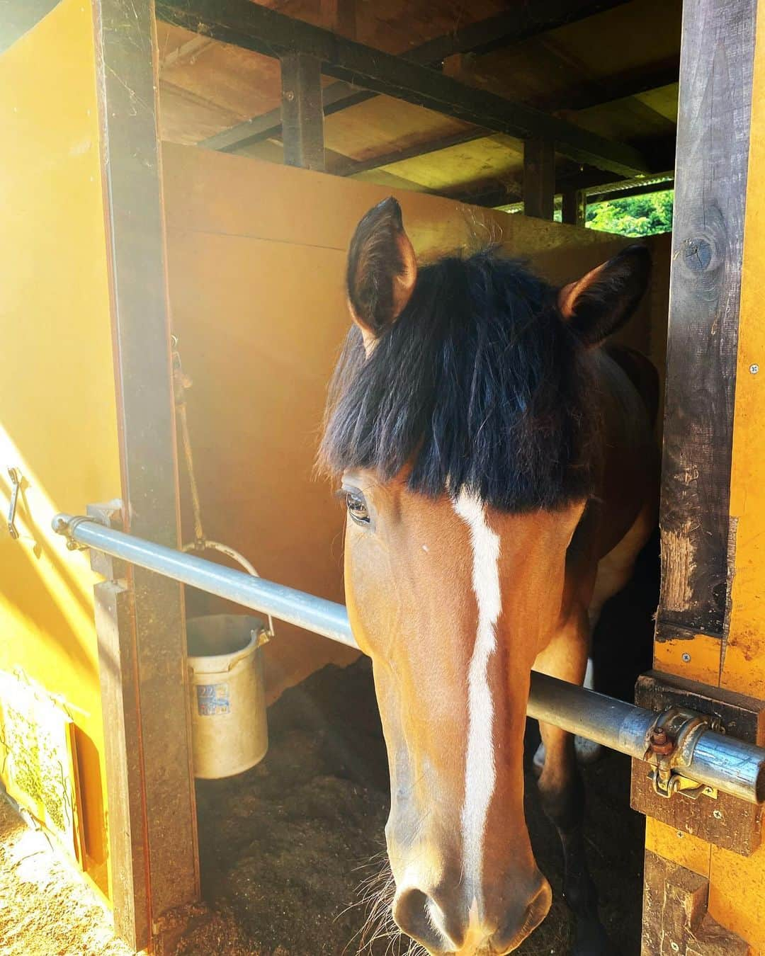 長谷川京子さんのインスタグラム写真 - (長谷川京子Instagram)「前髪パッツン。お洒落な馬🐴  #乗馬#summerholidays#horse#horseriding」7月30日 17時49分 - kyoko.hasegawa.722