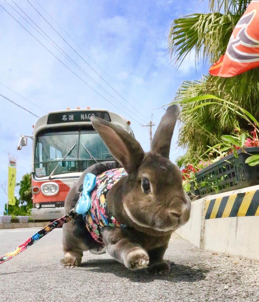 Kayoのインスタグラム：「ちむどんどん🚌 ・ ・ 5月に見た、朝ドラのロケで使われた左ハンドルのバス。 7月30日は沖縄が右側通行から左側通行に変わった日だそうな。 いくらんの触り心地はレトロなバスの座席に似てるよ💜」