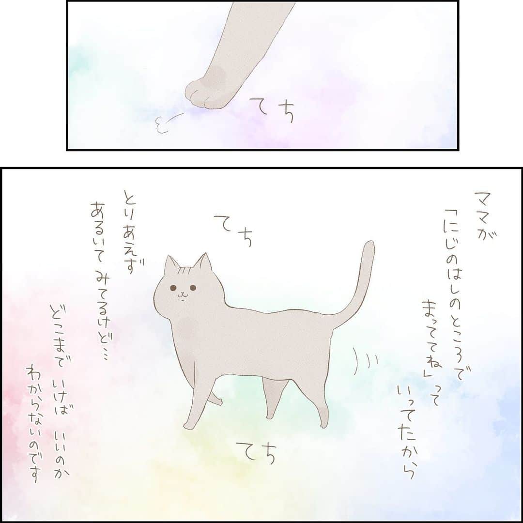 こじめのインスタグラム：「【虹の橋のたもとで】  ココアさんが亡くなった事をお知らせした時、本当にたくさんの方からコメントとDMを頂きました。 その中で、  「○年前にお空に行ったうちの子にココアちゃんの事お願いしておきました」  「猫が大好きなうちの子が先に行ってるので、ココアちゃん一緒に遊んであげてね」  という内容のメッセージもたくさん頂いて、  あぁココアさんはお空に行ってもひとりぼっちじゃないんだ、寂しくないんだ  と物凄く救われたんです。 そして同時に絶対この話を描こうと決めました。  完全に私の妄想で、全く現実的ではない事は分かっています。  それでもココアさんは、  優しい皆さんに愛されて旅立った可愛い子達と、虹の橋のたもとで幸せに暮らしているに違いない  そう思うと、 まだ寂しいけど、会いたいと思わない日はないけど  少し元気が出るんです。  *☼*―――――*☼*―――――  チャチャは私の1つ上のお姉さん。 妹が欲しいとねだった兄の要望で動物愛護センターから迎えられ、その一年後に私が産まれました。 ちなみに小さい方のトイトレはマジでチャチャちゃんのお陰で出来るようになりました。(笑) 私が中学三年生の秋にお空に行きました。  チャムはゴールデンハムスターの女の子。 脱走の名人で、テレビの裏や学習机の裏に非常食を隠すのがライフワークでした。 私が小学五年生の時にお空に行きました。  うちのお母さんが、ココアさんが亡くなった日の夜に会いに来てくれた時  「チャチャちゃんとチャムちゃんに案内お願いしといたからね」  と言っていたので、きっとココアさんのお迎えに行ってくれた事でしょう。  チャムちゃんの事狙わないでね。笑」