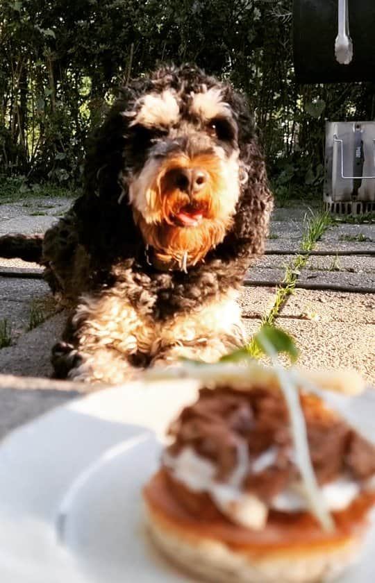 FluffyPackのインスタグラム：「Hello, It's my 2 year Birthday 😎🐶🎂🤟🎶🐾🌞 Can I hear a woof?   Yummy cake hoomans 😋🐾 . . . . . . . #fluffypack #cockerpoo #cockapoo #weeklyfluff #dogsofinstagram #dods #puppy #lol #Birthday #cute #cutenessoverload #pets #animals #puppylove #fluffy #hund #sommar #köttbullar #sverige #Instagram #birthdaycake #birthdayboy」