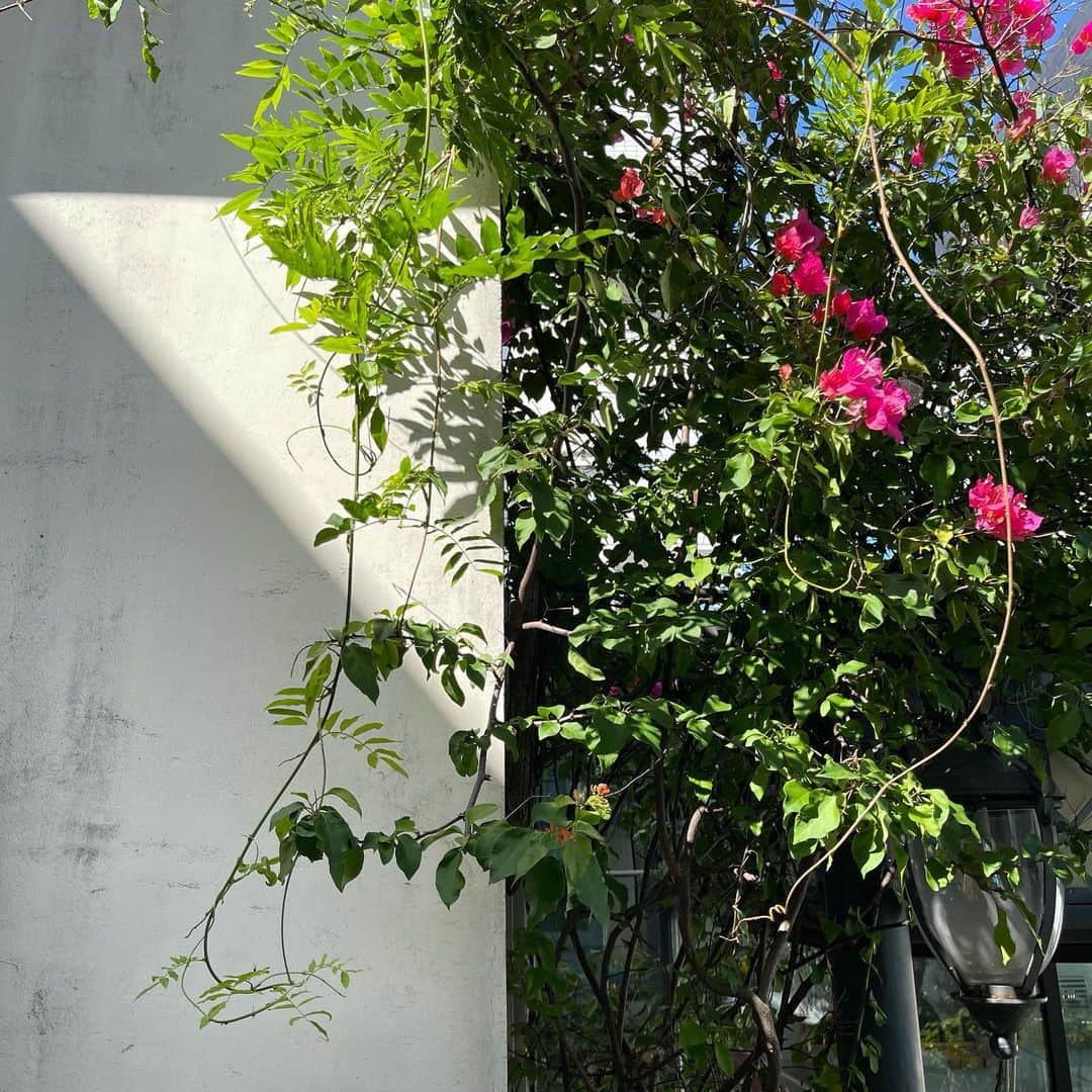 ひよんのインスタグラム：「🌺🍃  ここだけ見ると海外みたい😳💓 そろそろ海外いきたいな〜🥺 みんなは行くならどこにいくー？😆✈️」
