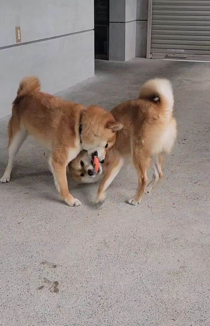 柴犬たま Shibainu Tamaのインスタグラム