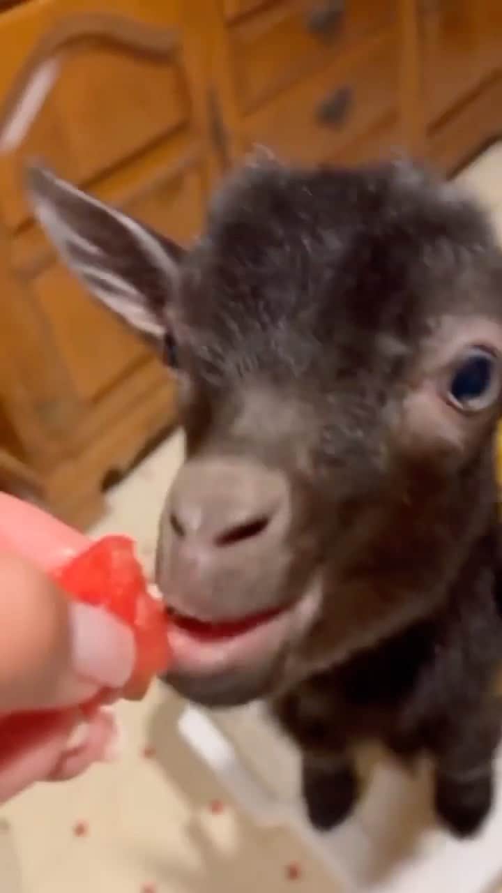 animals.coのインスタグラム：「Do you like goats? 🐐😍 Video By @jessicasoto1」