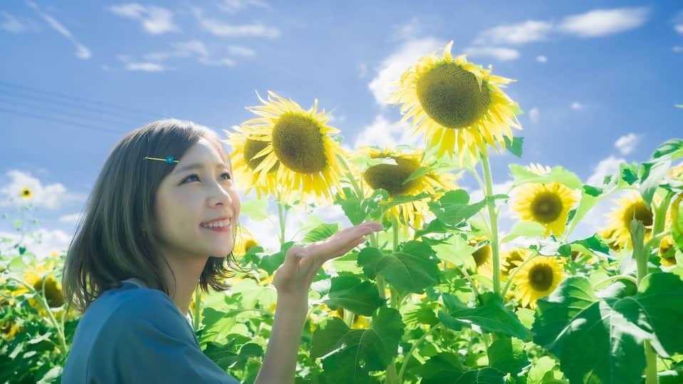 MIYUのインスタグラム：「⁡ ⁡ ひまわり畑🌻 ⁡ ⁡ ここのひまわりさんたち 持って帰ってOKだったんです🌻✨ ⁡ ⁡ 花瓶に入れたら ティナがクンクンしてました(笑) ⁡ ⁡ ⁡ みなさま、 夏は好きですか？？☺︎︎ ⁡ ⁡ ⁡ 私は大好きーー🍉🌞🎐 ⁡ ⁡ 夏が好きというか、 夏らしい事が大好きです🐼♡ (泳げないけど、、、🤫) ⁡ ⁡ ⁡ ⁡ ⁡ #ひまわり畑 #滋賀 #おすすめスポット #オリックス #Bs2022 #BsGirls #オリ姫 #野球 #プロ野球 #オリックスバファローズ  #野球女子 #野球好き #ユニフォーム女子  #baseball #ORIX #Buffaloes #MIYU #miyu_337  #🐼」