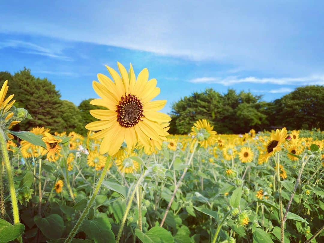 夕香里（ATY）のインスタグラム：「今日はお休み なんか海沿い散歩したい気分🤔 ということで 旦那さまとおでかけしてきた✨ 向日葵たくさん咲いてた🌻  #葛西臨海公園」