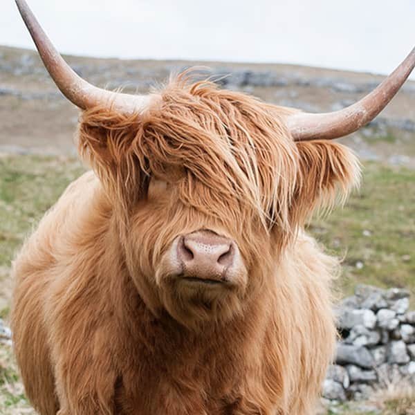 Nolan Gouldさんのインスタグラム写真 - (Nolan GouldInstagram)「I look like one of them Scottish cows.  Side note: If you have a highland cow I’d very much like to pet it. 📷 @nateament」8月1日 4時55分 - nolangould