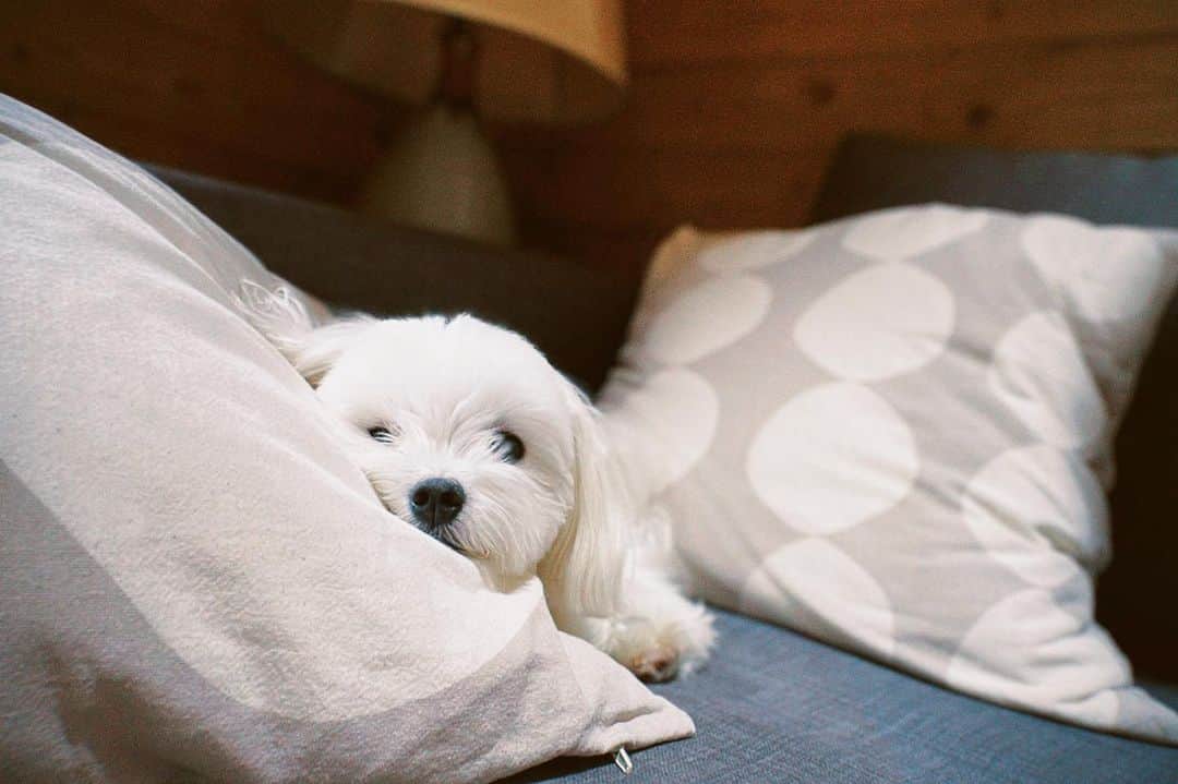 川島海荷さんのインスタグラム写真 - (川島海荷Instagram)「あざとい犬🌻」8月1日 10時26分 - umika_kawashima