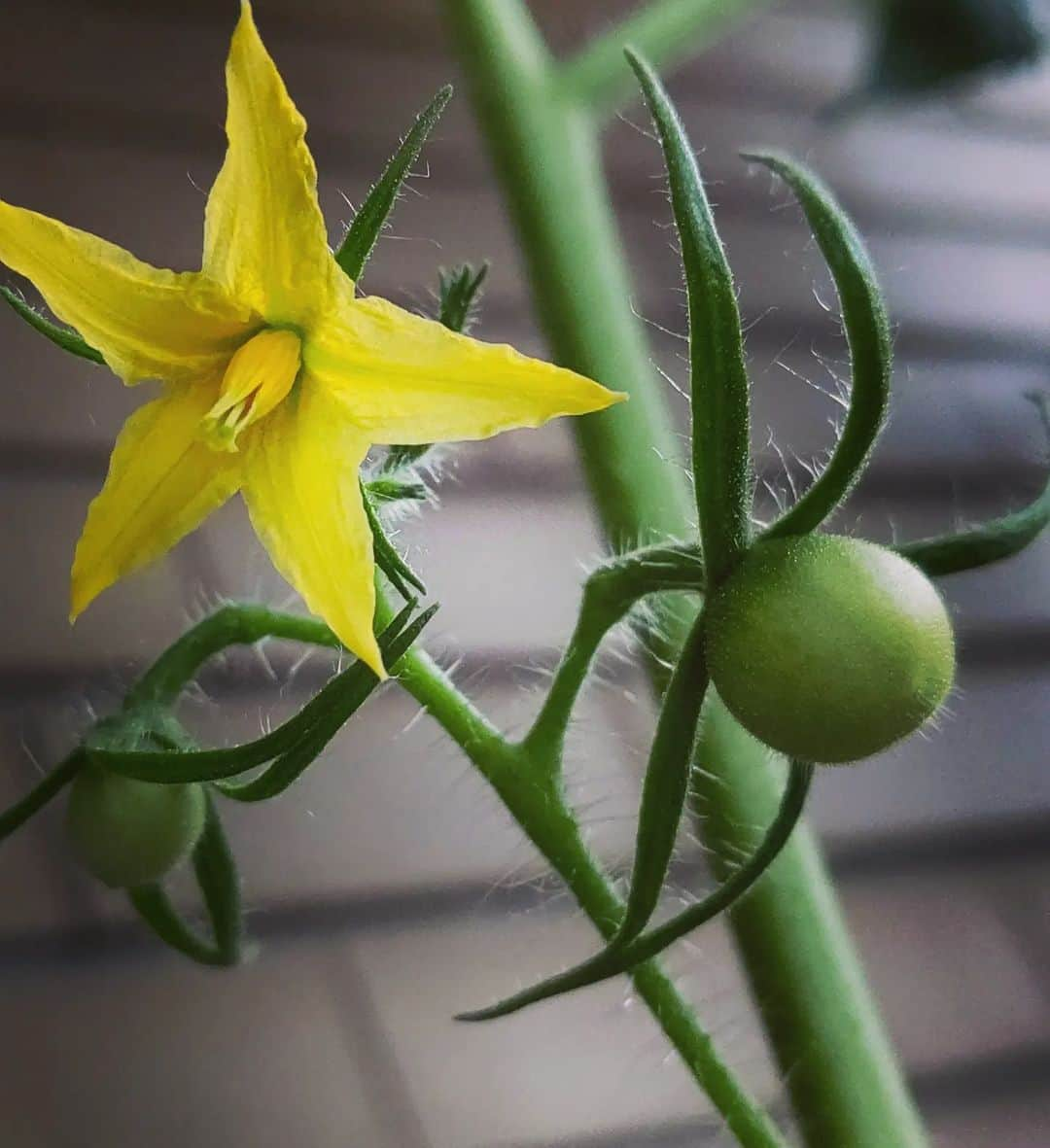 京野美麗さんのインスタグラム写真 - (京野美麗Instagram)「🍅 今年のトマト！るんるんっ」8月1日 17時36分 - latte_ishiteru