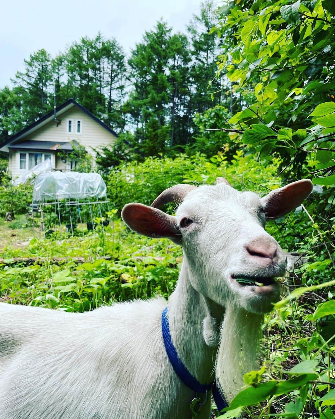 岩渕香里さんのインスタグラム写真 - (岩渕香里Instagram)「_  なんか私の投稿が有希ちゃんばっかりで 怖くなったからヤギでもあげますか。笑  めくってください👉👉 全部ヤギです🐐  うちのMEIKO🐐 可愛いMEIKO🐐  2キロの岩塩をプレゼントしました！」8月1日 19時05分 - i_am_kaoriiwabuchi