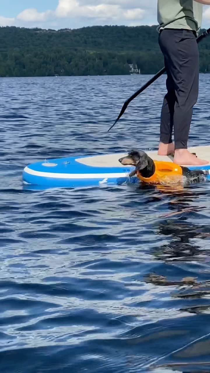 Crusoe the Celebrity Dachshundのインスタグラム：「“Poor Oakley took a tumble! 😅 Luckily he enjoys the water!” ~ Crusoe」
