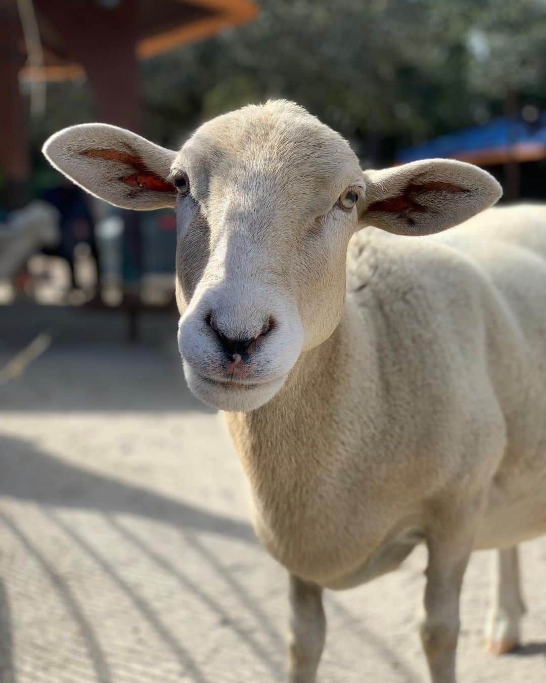 ケイ・パナベイカーのインスタグラム：「I really wish I knew how to make animals live forever. Losing them is never easy, but some hurt a lot more than others. I used to be shocked when keepers told me they could tell all 15+ sheep apart from each other when I first started at CS over 7 years ago. Now, going thru old photos, I can tell by an ear who is who. Blanche always was a favorite, even before I got to train her. Someone once said she looked like a “toasted marshmallow” and I never her saw her the same way again. Her first trainer taught her almost everything she knew, but I loved working with her bow so she would do it when I curtsied. I will have her “baaaa” forever engrained in my memory. And while she would get excited to see me, her first love was always Julie, and I am beyond thankful we got to share her. Thanks for always being a bright spot in my day, Ms. Blanche.」