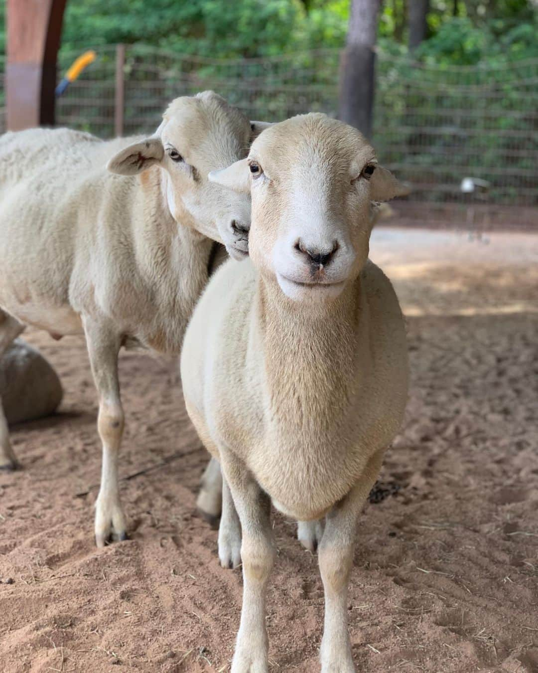 ケイ・パナベイカーさんのインスタグラム写真 - (ケイ・パナベイカーInstagram)「I really wish I knew how to make animals live forever. Losing them is never easy, but some hurt a lot more than others. I used to be shocked when keepers told me they could tell all 15+ sheep apart from each other when I first started at CS over 7 years ago. Now, going thru old photos, I can tell by an ear who is who. Blanche always was a favorite, even before I got to train her. Someone once said she looked like a “toasted marshmallow” and I never her saw her the same way again. Her first trainer taught her almost everything she knew, but I loved working with her bow so she would do it when I curtsied. I will have her “baaaa” forever engrained in my memory. And while she would get excited to see me, her first love was always Julie, and I am beyond thankful we got to share her. Thanks for always being a bright spot in my day, Ms. Blanche.」8月2日 8時48分 - kaypanabaker