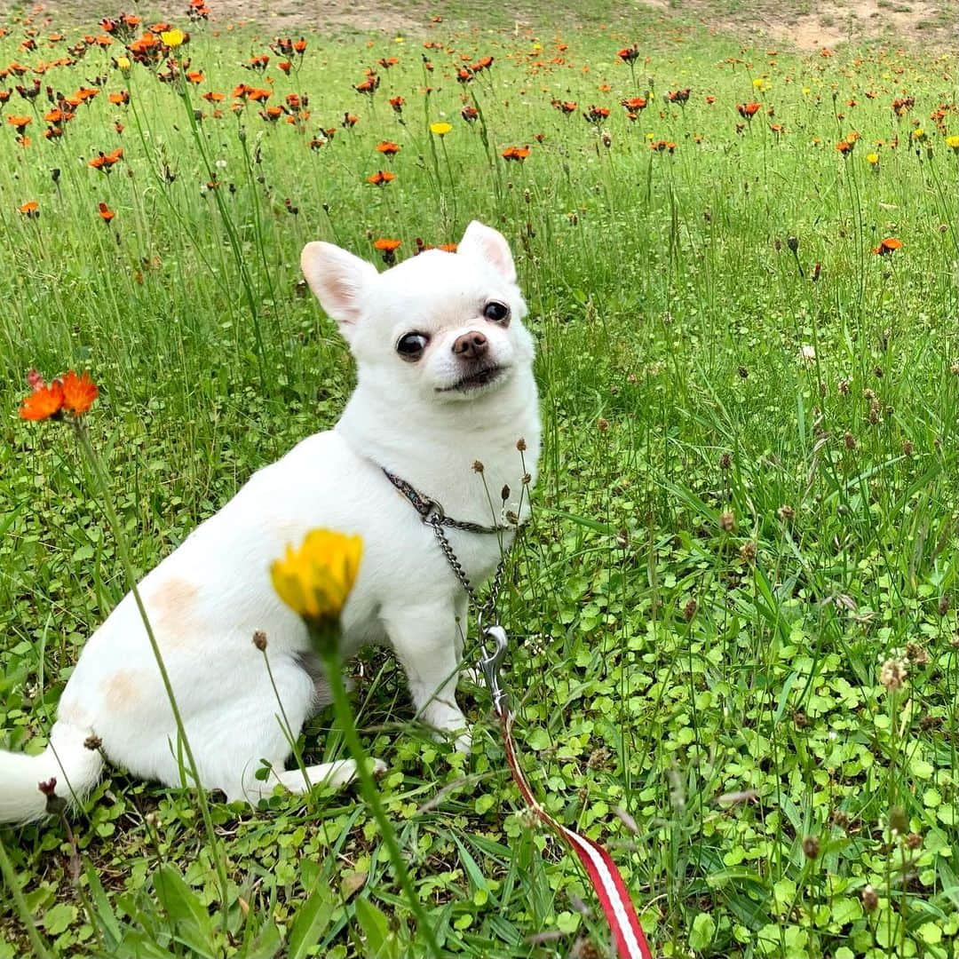 KORIKIのインスタグラム：「会いたいよ * #dogofsapporo #dog, #dogs, #dogstagram,#chihuahua,#犬バカ部,#チワワ,#koriki, #hanadog #白スムチ連合会, #スムチー,  #dogofthedayjp, #dogoftheday  #ilovemydog #instadog #instapet #WhiteChihuahua  #吉娃娃 #치와와  #dogsofinstagram #Chihuahualover  #ชิวาวา #チワワの輪 #barkbox #WhiteChihuahuaParty #もふもふモフモフ」