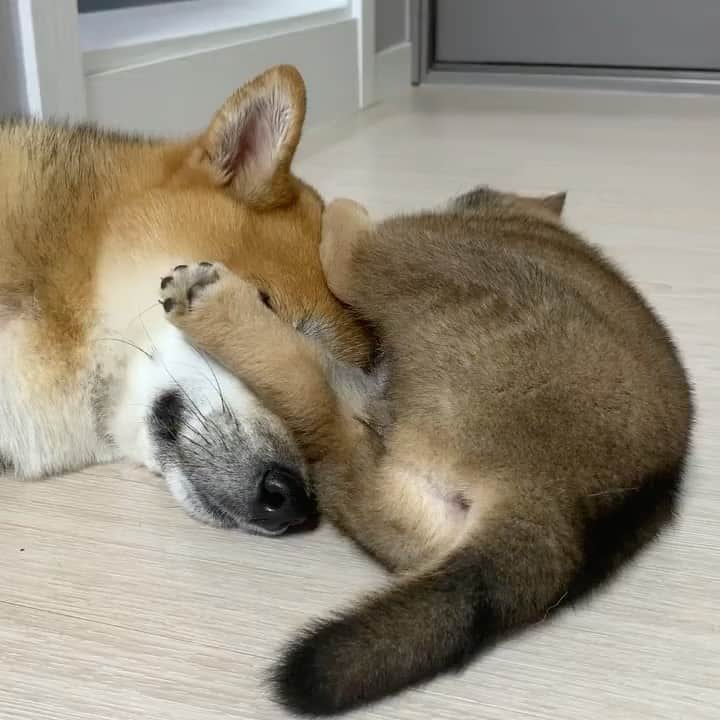 柴スナップのインスタグラム：「Eye mask🙈 @leejiiiiiiii  #🐕📷 #shiba_snap #shiba #shibainu #柴犬 #蒸気でほっと柴マスク #めぐりズム」