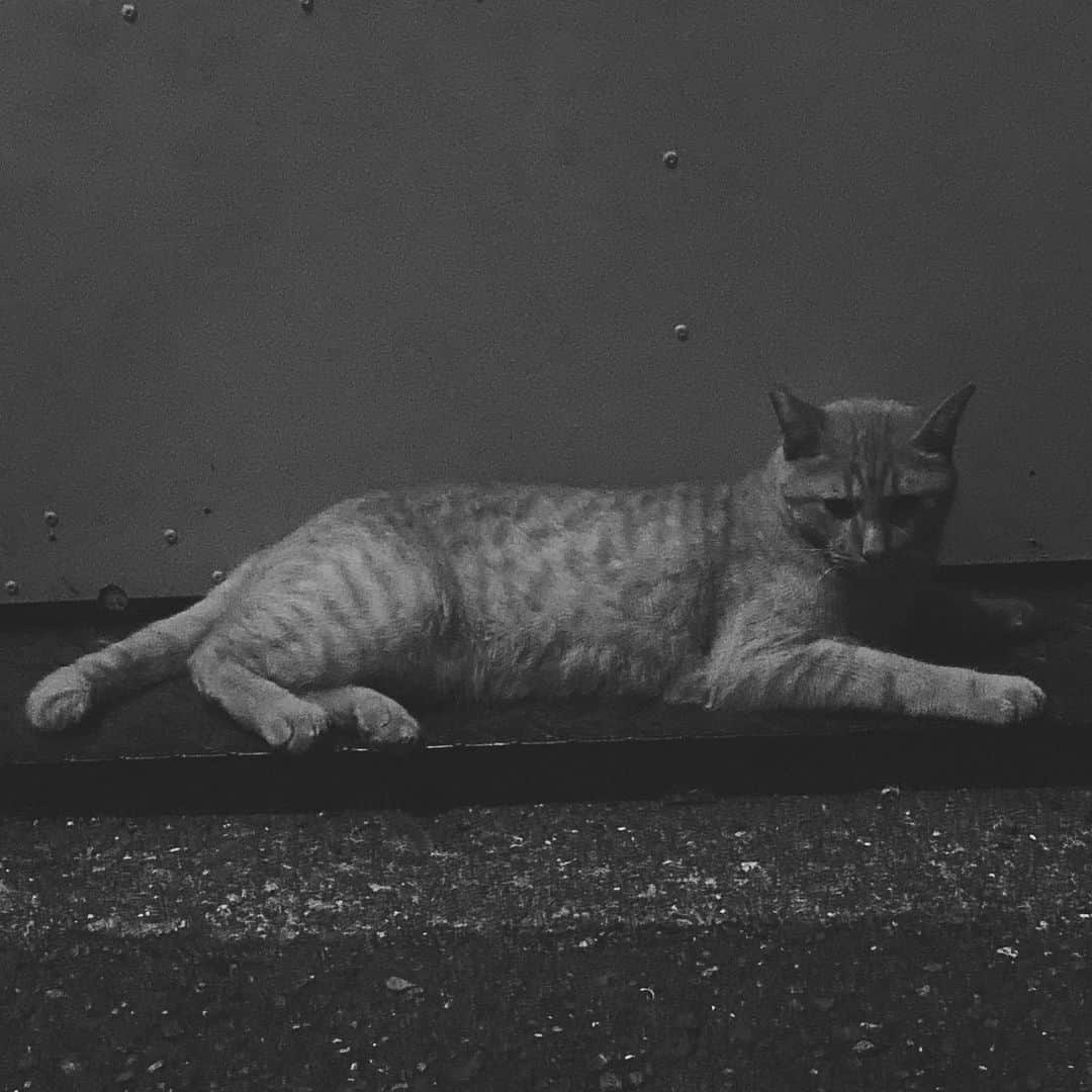 下尾礼子さんのインスタグラム写真 - (下尾礼子Instagram)「2022.8.2 うちの近く猫がいっぱいいるんですが、 今日は近付いても逃げずにいてくれる 猫ちゃんに出くわしました。 今度からチューるを カバンに入れておくことを 心に決めました🐱   #ねこ  #猫  #ぬっこ  #かわいい  #がわいい」8月3日 0時17分 - singreiko.0115