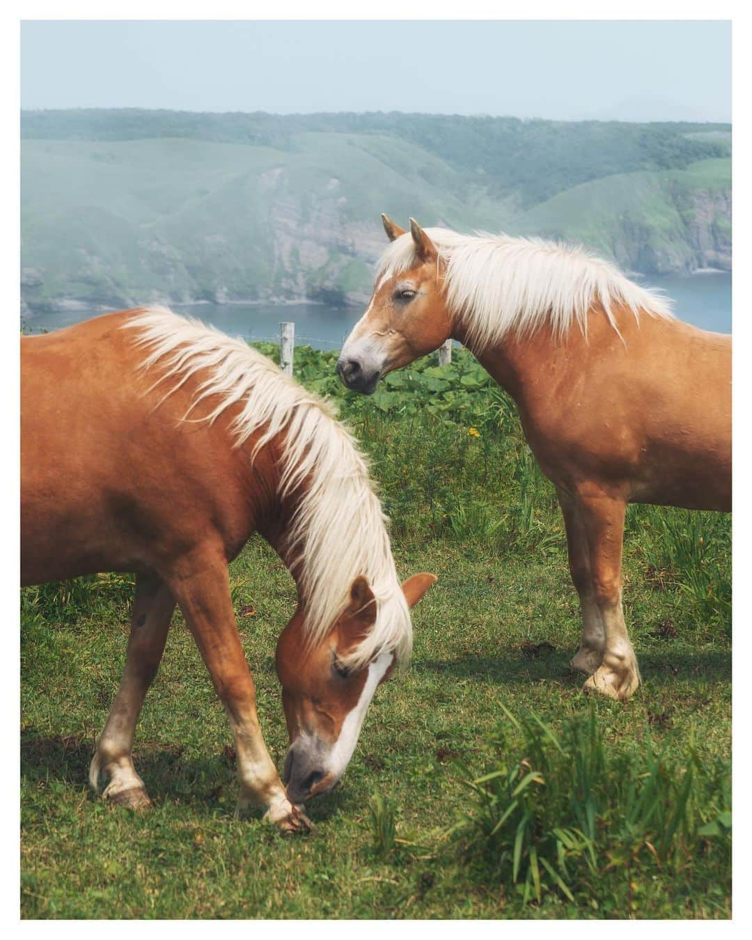 Koichiのインスタグラム：「.  Pedigree Horse Native to Hokkaido, Japan  北海道、厚岸町のあやめヶ原で出会った道産馬。ブランドの立髪が美しかった2頭。双子？  #Hellofrom #japan #hokkaido #BeautifulJapan  .」