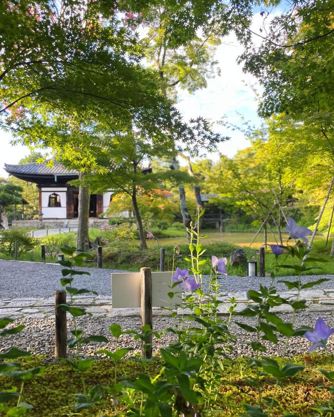 迫田里奈（りなぽよ）さんのインスタグラム写真 - (迫田里奈（りなぽよ）Instagram)「高台寺⛩  京都の街並みが本当に好き。🇯🇵  そして、🍦が 食べ物の中で1番好き。  . #親孝行旅」8月3日 12時16分 - rinapoyo.1129