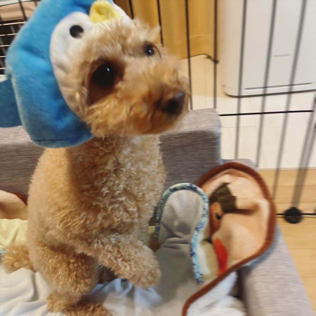 荻野由佳のインスタグラム：「🐶➕🐧🟰☺️☺️」