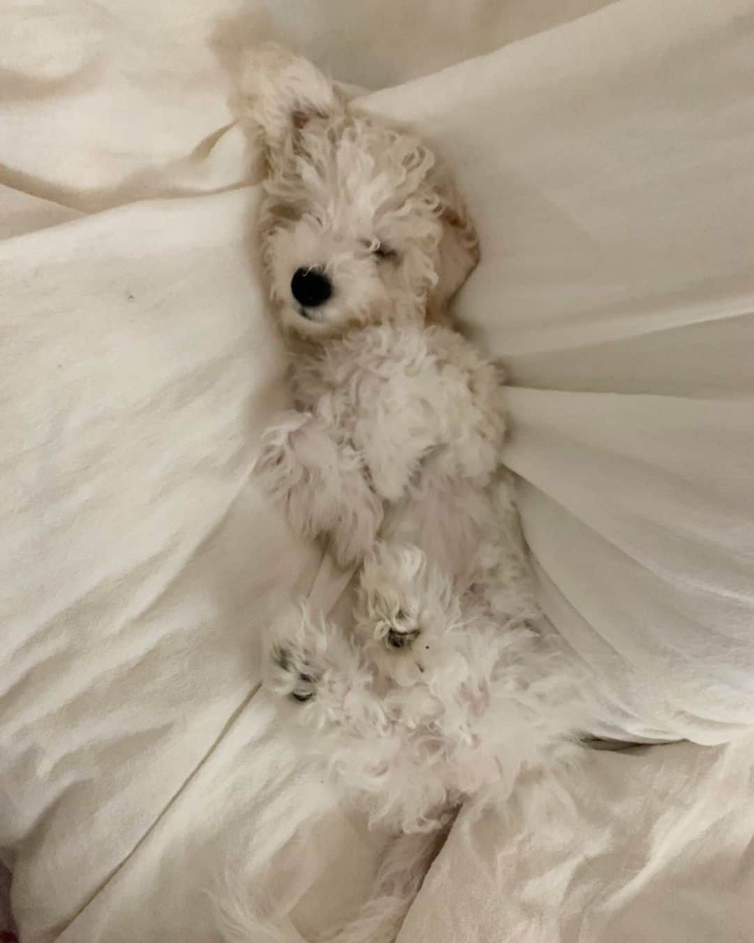 杉浦みずきのインスタグラム：「. 眠り姫😌」