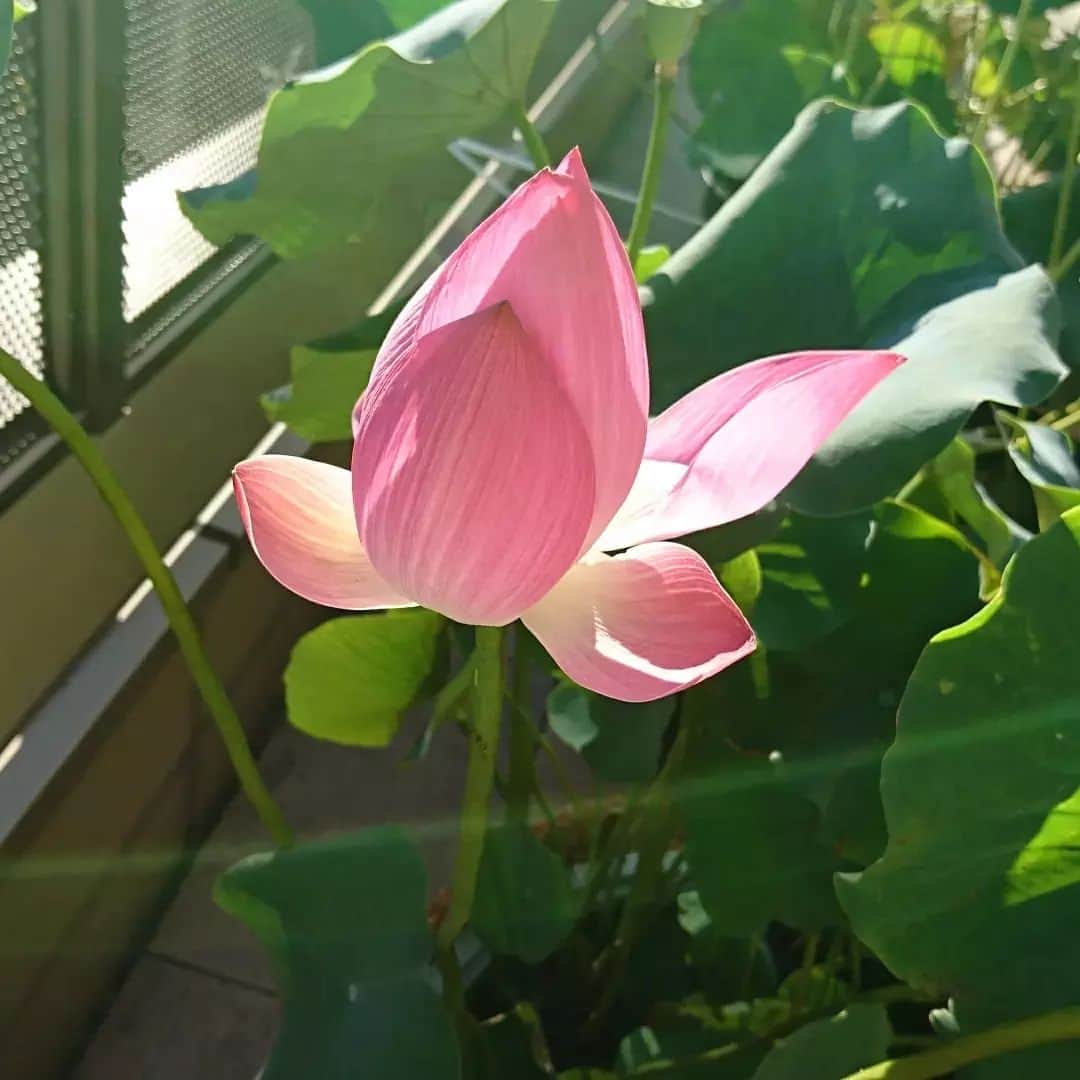 七海ひろこさんのインスタグラム写真 - (七海ひろこInstagram)「千葉駅にて。 光に向かうこの蓮の花のように、生きていきたいと思います。 #蓮の花 #蓮の葉 #蓮の花が好き #泥中の花 #泥中の蓮 #はすのはな #千葉駅 #千葉市の花」8月3日 18時31分 - nanamihiroko_