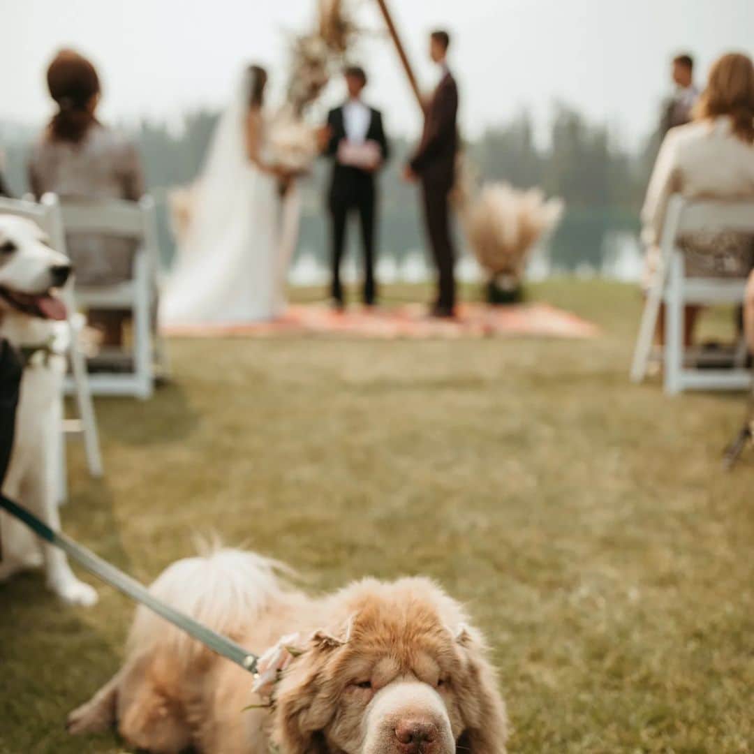 Tonkey Bearさんのインスタグラム写真 - (Tonkey BearInstagram)「Wedding derps at auntie and unkie's. Max and Tonkey love you so much @la_ange and @koemankees」8月4日 4時59分 - bearcoat_tonkey
