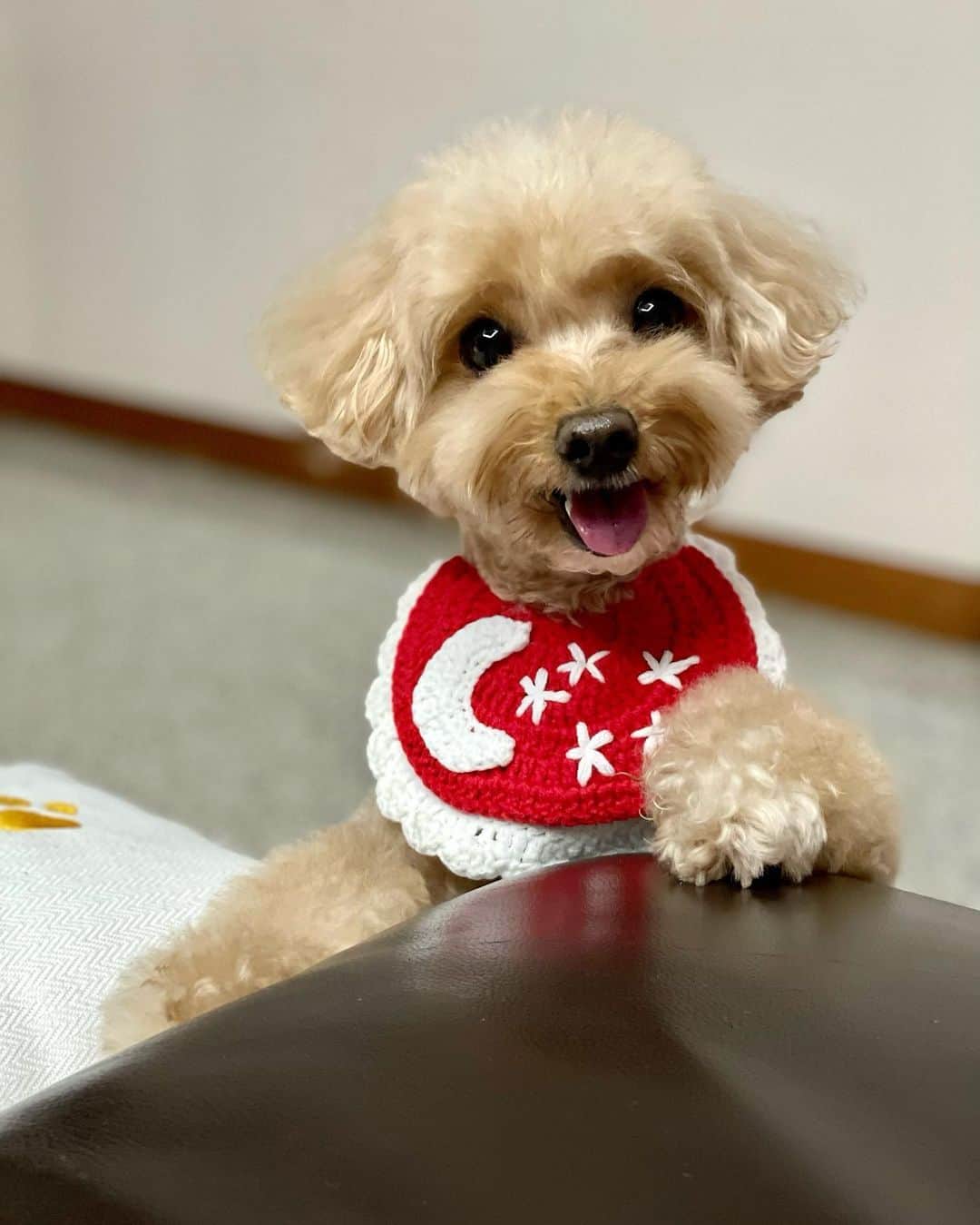 Truffle??松露?トリュフのインスタグラム：「📅(3Aug22) Happy August everypawdy!❤️m looking forward to our National Day 😊Thank you @koko.frosty ‘s mummy for the lovely 🇸🇬bib @loveiocrochet & beautiful dress fm @koko.frosty and @2prettysistas Thank you for the blessing 💝❤️😘」