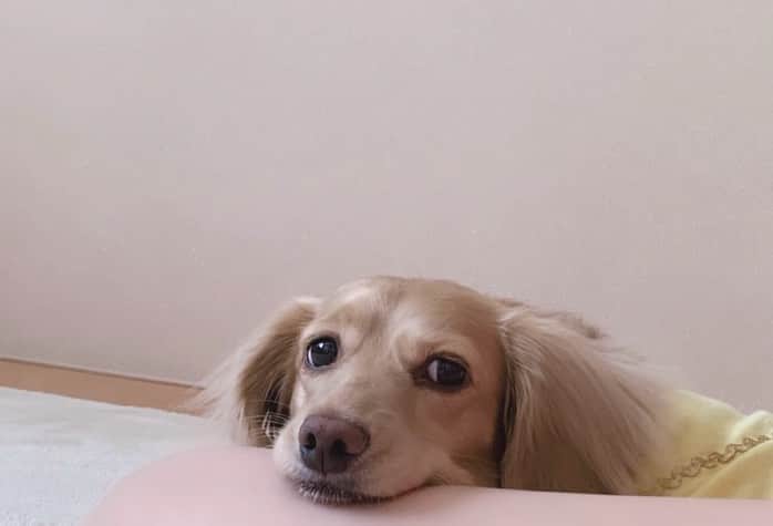 のインスタグラム：「今日のお仕事行く前… 私の足にずっとあごのせてた🐶」