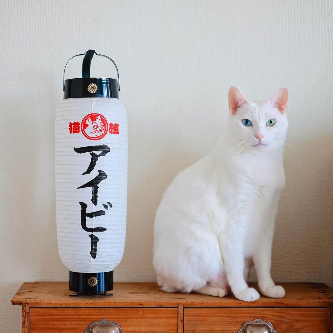 omomuroniさんのインスタグラム写真 - (omomuroniInstagram)「🏮祭りの季節だぜ🏮  @catsissue の猫大祭に合わせてオーダーしてた提灯が @matsuzaki_shoten での展示を終えて届いたよー ステキに名前も書いていただいて嬉しいねぇー。  そういえば、アイビーがうちに来て8年半。 普通に雑種だと思って疑ったこと無かったんですが、 よくよく図鑑とかを何冊か読んでたら、  耳がちょい長め、鍵しっぽ、 後ろ足の方が長い、よく喋る…  どうやら #ジャパニーズボブテイル  という猫種らしいぞ、ということが判明しました。 ま、どんな猫でもこの上なくかわいいのだけどネ。  #nuco_ivy #白猫オッドアイ #保護猫 #catissue #猫大祭提灯 #猫大祭」8月29日 12時20分 - omomuroni