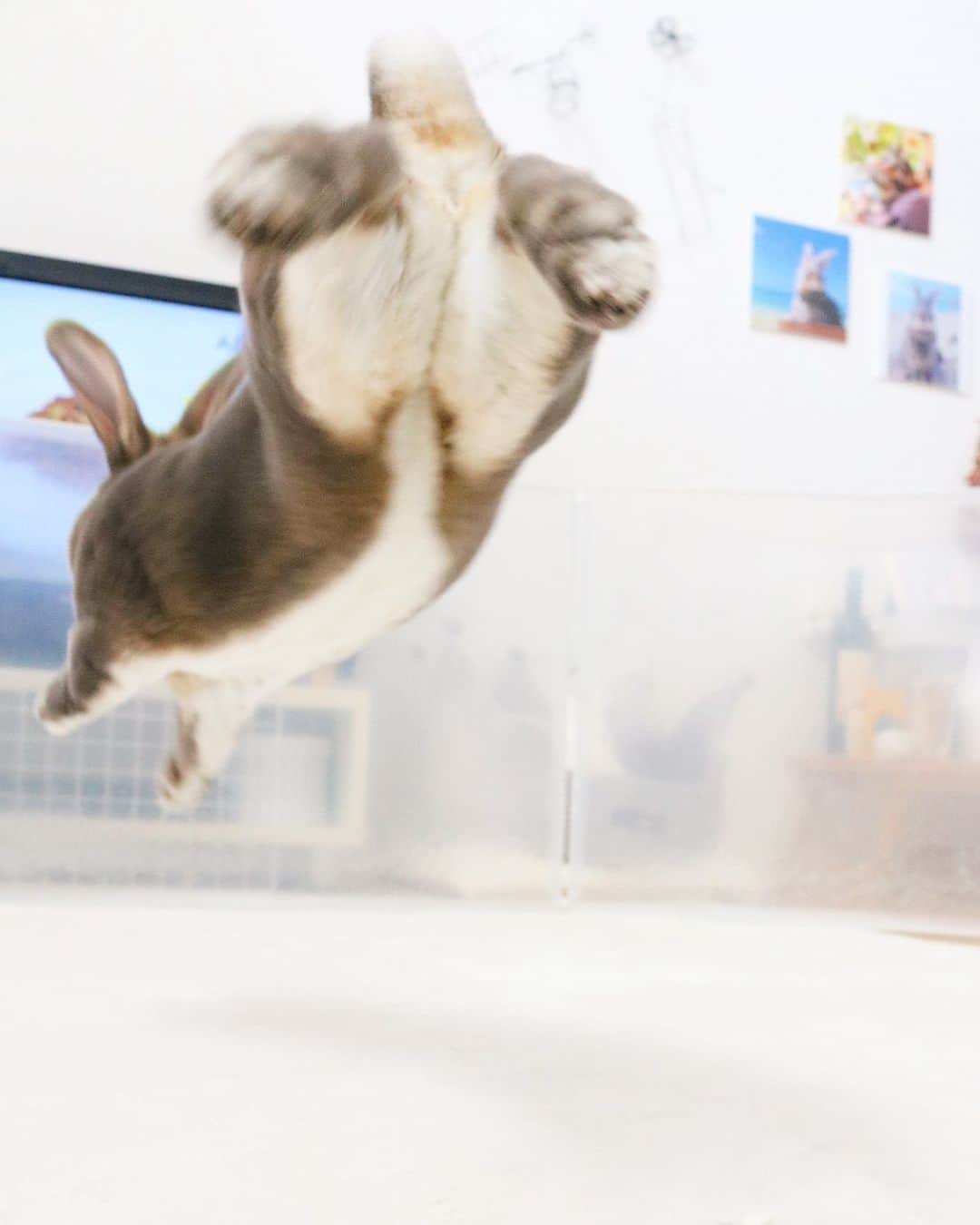 Kayoのインスタグラム：「3ちゃいのボクの白いとこ、見て♡ たれ耳のイッヌにも見える🐶」