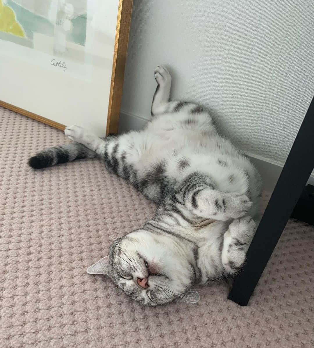 のインスタグラム：「夏の疲れが出やすい時期ですね。。睡眠しっかりとって乗り切りましょうね🐱  #白眼🙄️  #かわいそうなので可愛い顔も #アメリ」