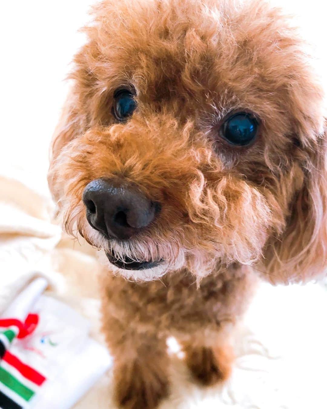 のインスタグラム：「もうおじいちゃん犬ですが、 まだまだジャンプで僕の帰りを迎えてくれます。  * #藤澤ノリマサ  #fujisawanorimasa  #norimasafujisawa  #popopera #ポップオペラ #photo #poodle  #toypoodle  #love  #pet #小太郎 #愛犬 #といぷーどる  *」